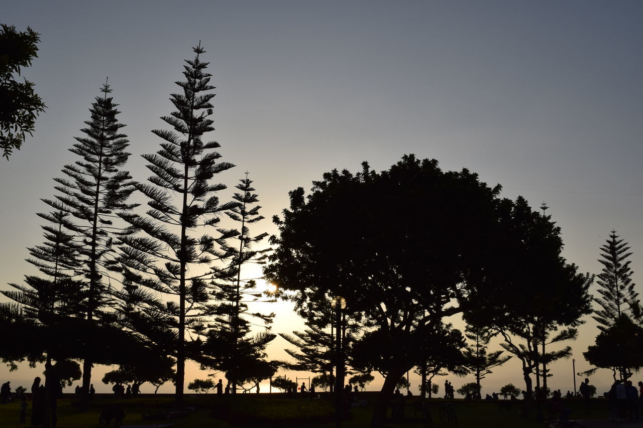 SILHOUETTE TREES IN PARK