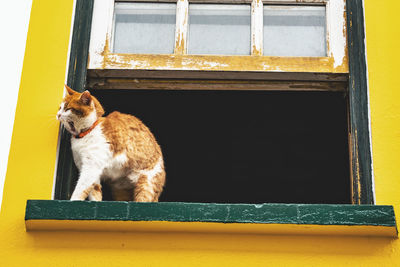 Cat on window sill