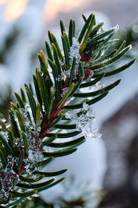 Close-up of snow covered pine tree