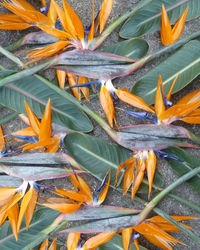 Full frame shot of orange tropical flower