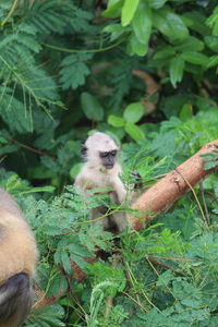 Monkey in a tree