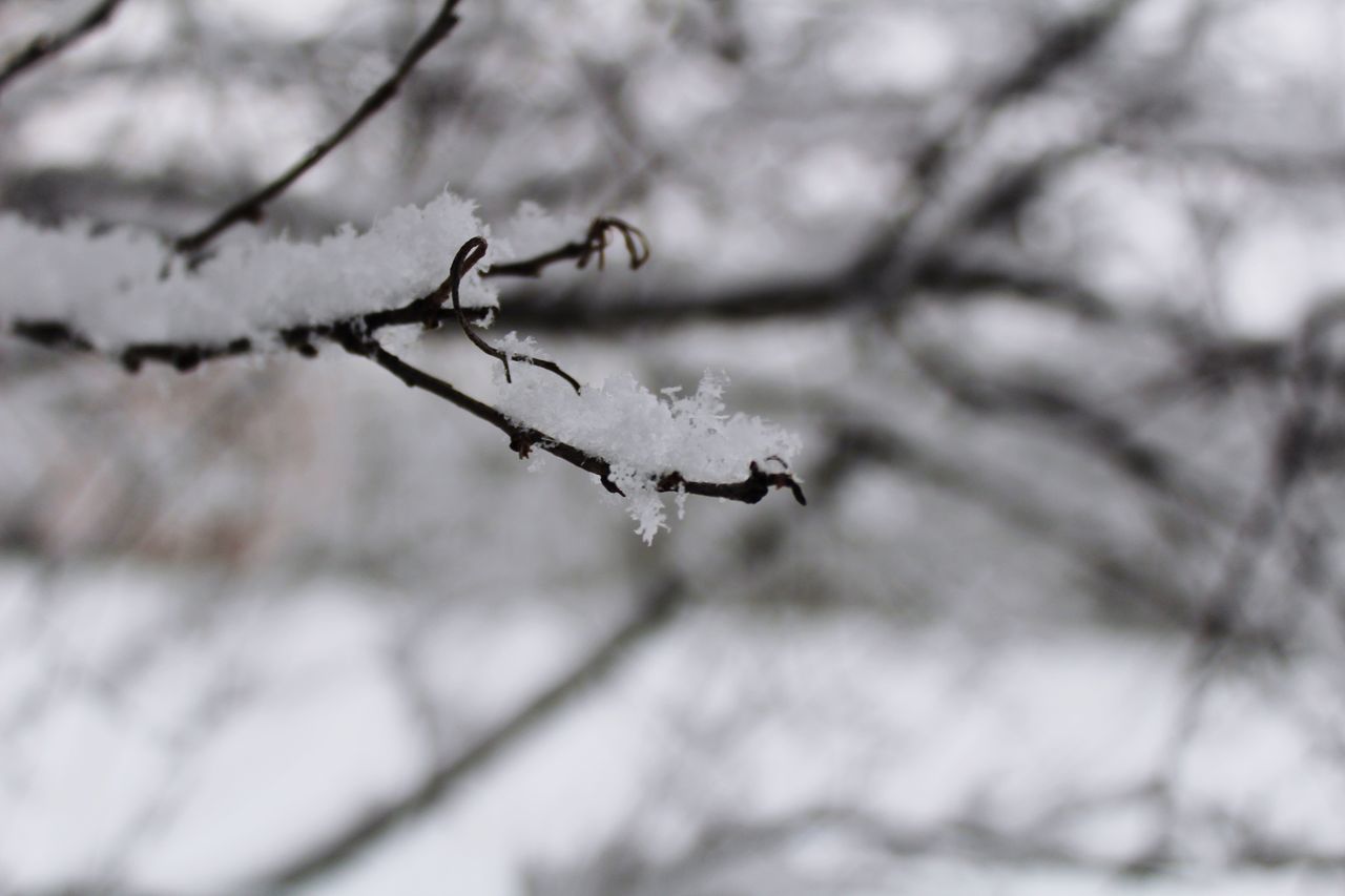 nature, no people, outdoors, winter, branch, snow, day, cold temperature, close-up, beauty in nature, tree