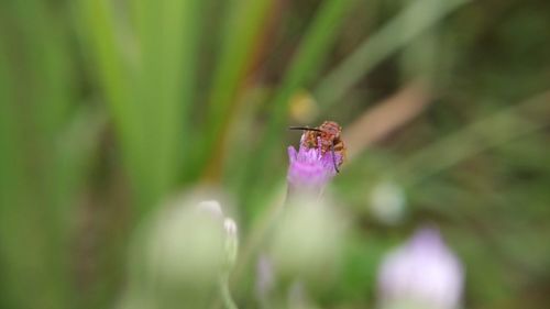 Close-up of insect on purple flower