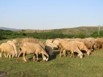 Sheep in a field