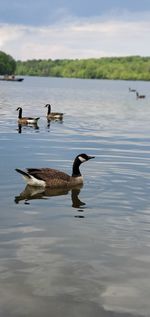 Ducks swimming in lake