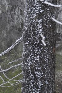 Close-up of tree trunk during winter