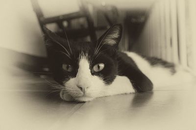 Close-up portrait of a cat