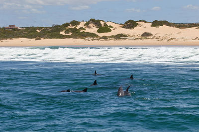 View of birds swimming in sea