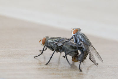 Close-up of fly on table