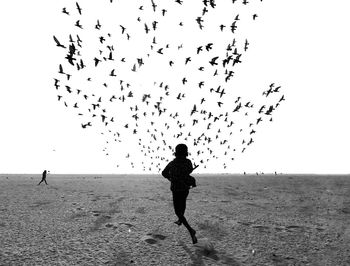 Flock of birds flying over beach against clear sky