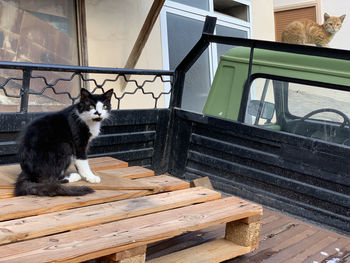 Cat sitting on bench against window in cesme