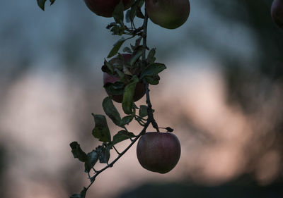 Close-up of berries growing on tree