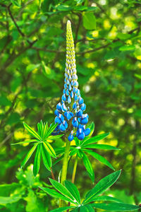 Close-up of blue flowering plant