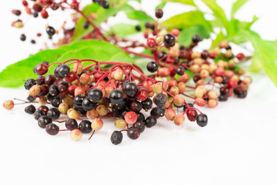 High angle view of berries on white background