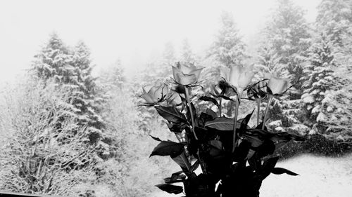 Plants growing on field