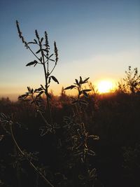 Silhouette plants on field against sky during sunset