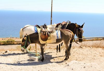 Horse cart on ground