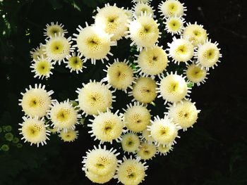 Close-up of yellow flowers