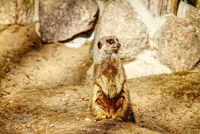 Close-up of snake sitting on rock
