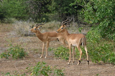 Deer on field at kruger national park