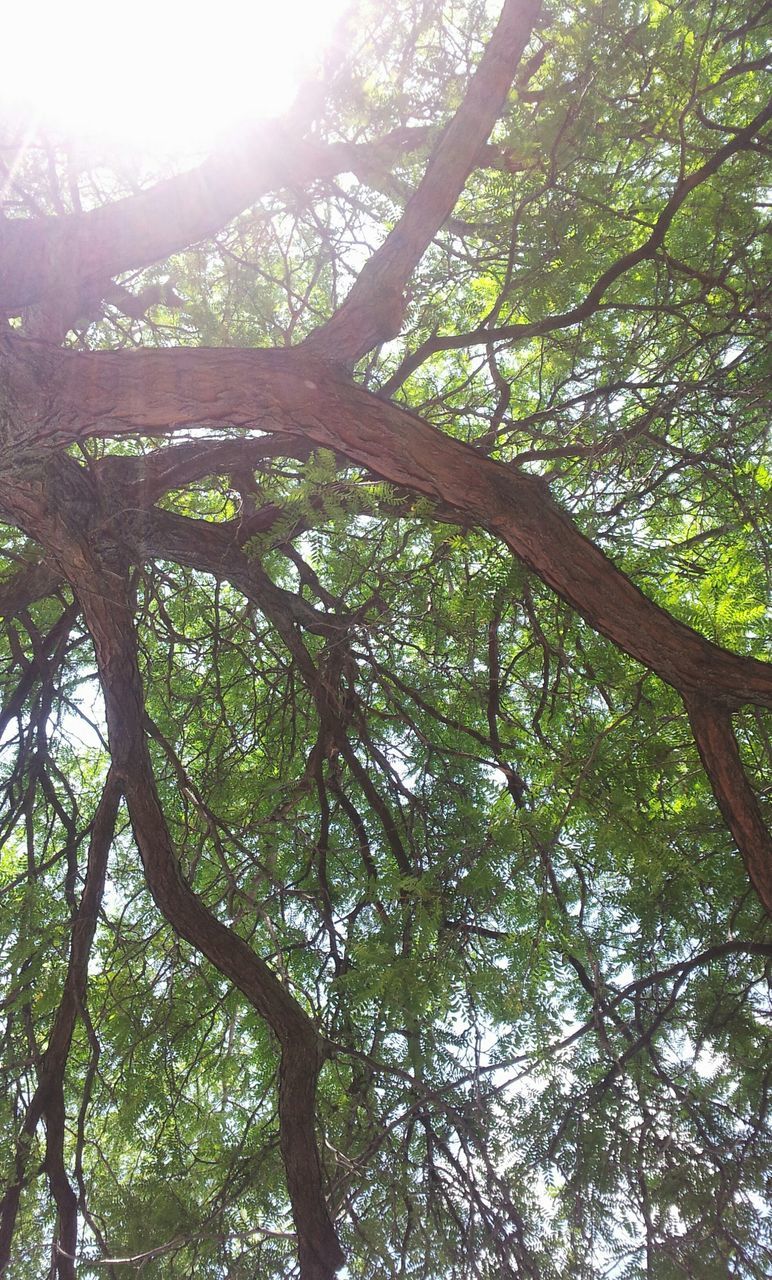 tree, low angle view, growth, tranquility, green color, nature, beauty in nature, branch, sunlight, tranquil scene, sky, scenics, forest, tree trunk, day, sunbeam, outdoors, no people, lush foliage, sun