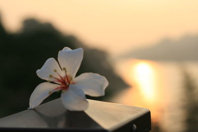 Close-up of flower against blurred background