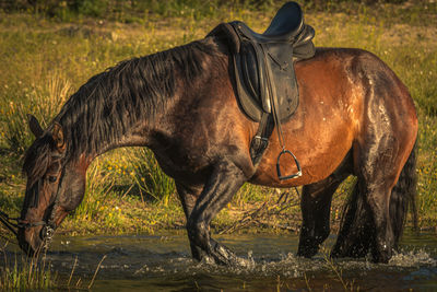 Horse standing on field