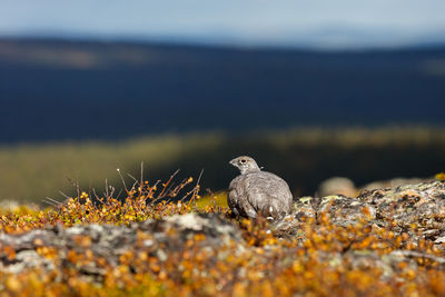 Close-up of bird perching on autumn leaf