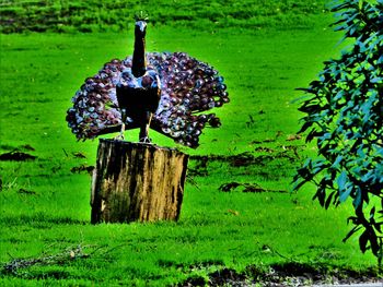 View of bird perching on wood in field