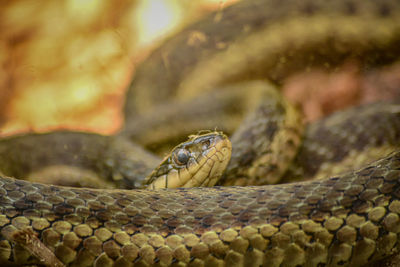 Close-up of lizard on rock