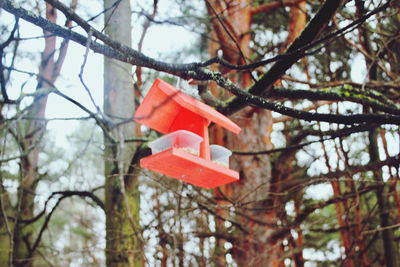 Low angle view of birdhouse on tree