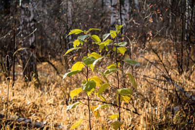 Close-up of yellow plant growing on field