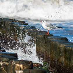Seagull perching on a sea
