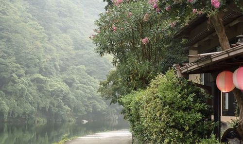 Scenic view of flowering plants by mountains