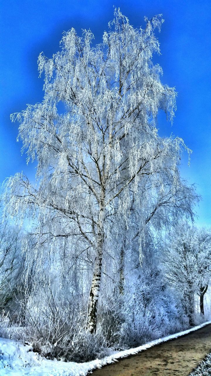 snow, winter, cold temperature, season, blue, tree, nature, tranquility, beauty in nature, weather, frozen, covering, tranquil scene, low angle view, clear sky, scenics, sky, white color, bare tree, sunlight