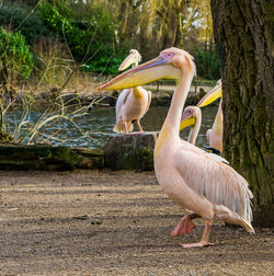 View of birds in the forest