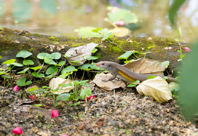 Close-up of lizard on rock