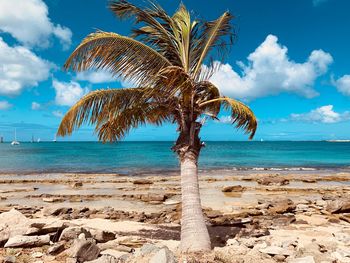 Palm tree by sea against sky