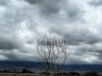 Tree on landscape against storm clouds