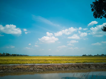 Scenic view of paddy field against sky in malaysia.