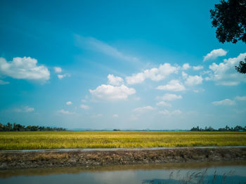 Scenic view of paddy field against sky in malaysia.