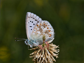 Close-up of butterfly pollinating on flower