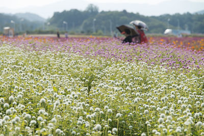 View of flowers growing in field