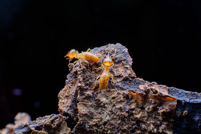 Close-up of crab on rock in sea