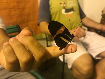 Close-up of hand holding butterfly