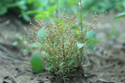 High angle view of plant on field