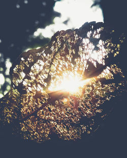 Low angle view of sunlight streaming through tree