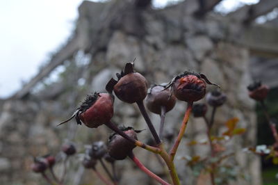Close-up of fruit growing on tree