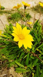 Close-up of yellow flowers blooming outdoors