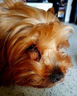 Close-up of a dog at home